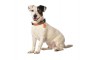 BOBBY ARLEQUIN COLLAR - TAUPE BOBBY ARLEQUIN COLLAR - TAUPE