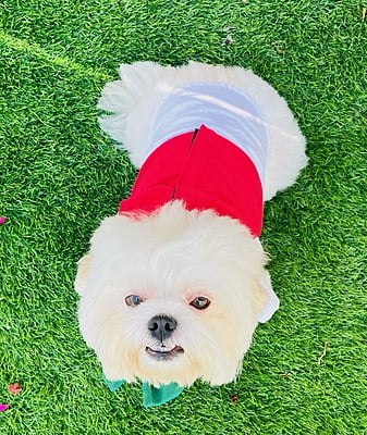 RED TUXEDO