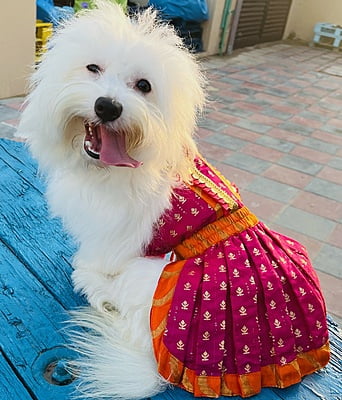 KESARI LEHENGA CHOLI