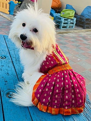 KESARI LEHENGA CHOLI