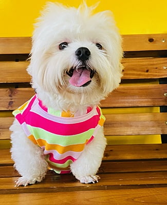 PINK ORANGE STRIPE T-SHIRT