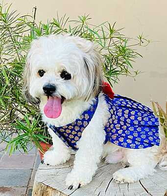 BLUE PATAKHA DRESS