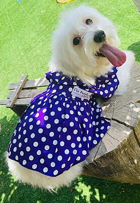 POLKA DOT FROCK