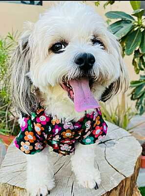 SMILEY FLOWER SHIRT